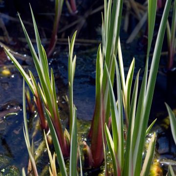 Acoro calamus Variegatus