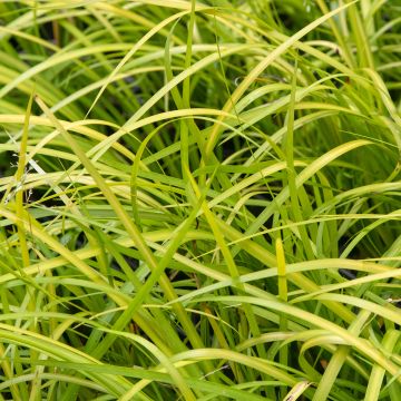 Acoro gramineus Licorice