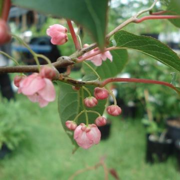 Actinidia pilosula - Kiwi siberiano