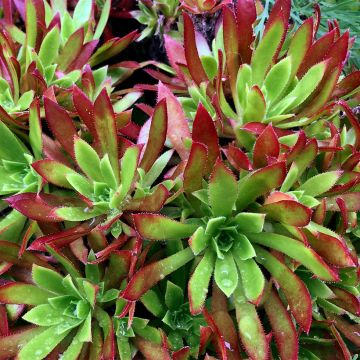 Aeonium arboreum Cornish Tribute