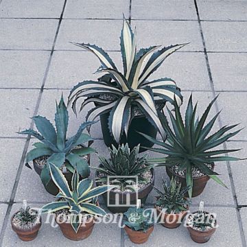 Agave Mixed (semillas) - Maguey