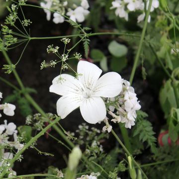 Agrostemma githago Ocean Pearl (semillas)