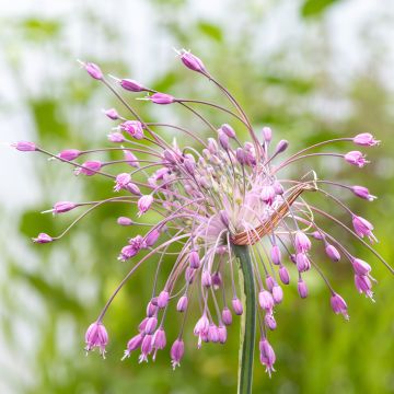 Allium pulchellum - Ajo decorativo