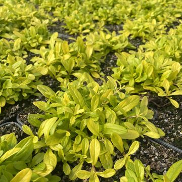 Ajuga Cordial Canary - Búgula