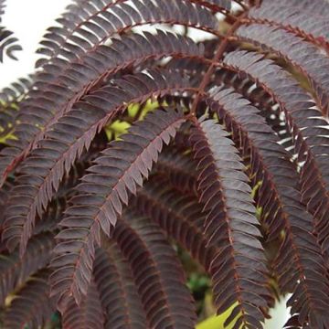 Acacia de Constantinopla Chocolate Fountain - Albizia