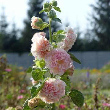Alcea rosea Peaches N Dreams - Malva real