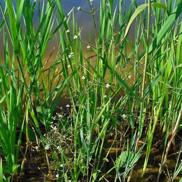 Alisma plantago-aquatica - Llantén de agua