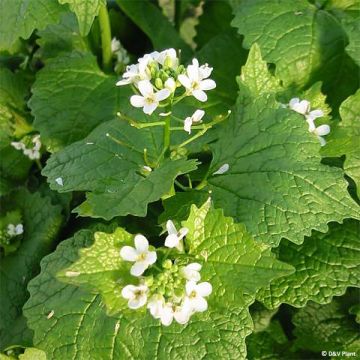 Aliaria - Alliaria petiolata