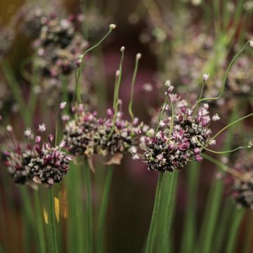 Allium scorodoprasum Bizarre - Ajo decorativo