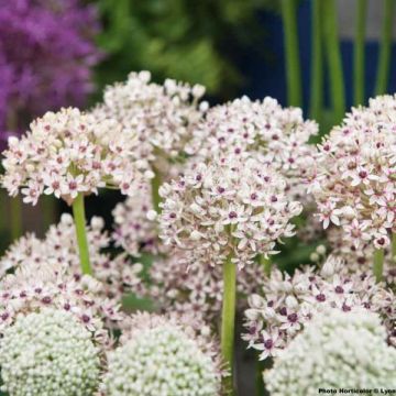 Allium multibulbosum Silver Spring - Ajo decorativo