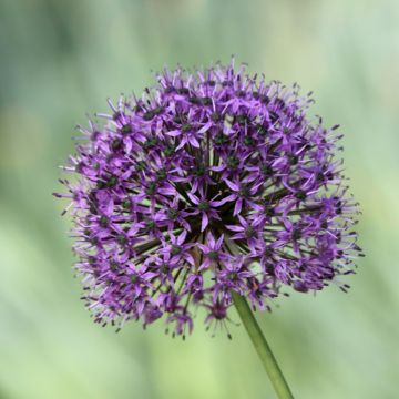Ajo ornamental - Allium Statos