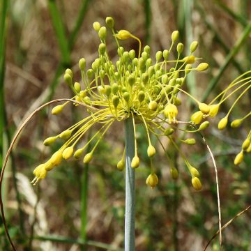 Allium chloranthum Yellow Fantas - Ajo decorativo