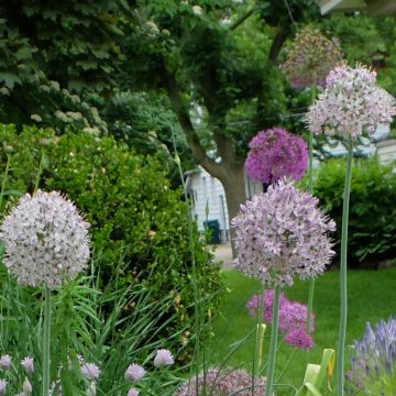 Allium decipiens - Ajo decorativo
