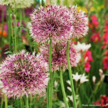 Allium jesdianum Early Emperor - Ajo decorativo