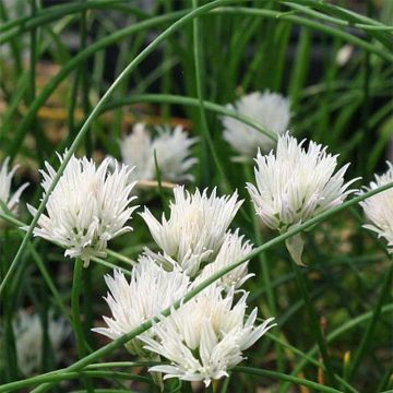 Cebollino Corsican White