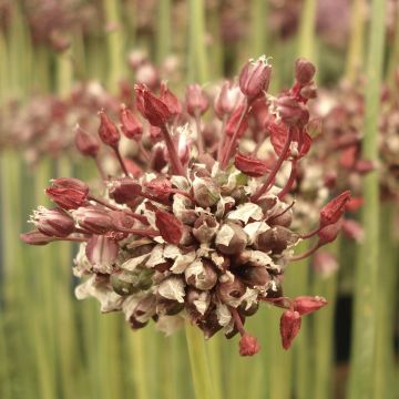 Allium scorodoprasum Passion - Ajo decorativo