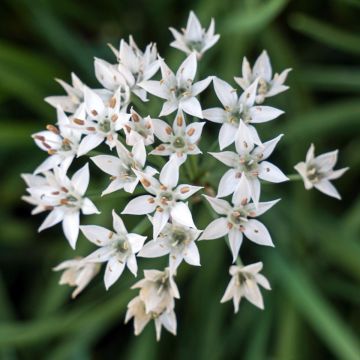 Cebolletas chinas (plantas)