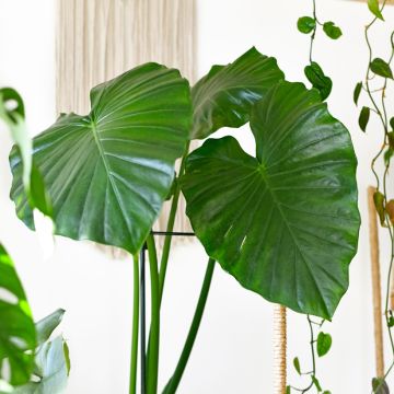 Alocasia Calidora - Oreille d'éléphant