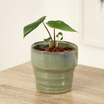 Alocasia scalprum - Oreille d'éléphant