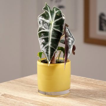 Alocasia Mayan mask - Oreille d'éléphant 