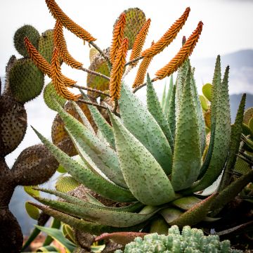 Aloe marlothii - Aloe de montaña