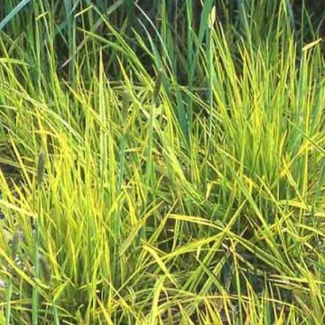Alopecurus pratensis Aureovariegatus - Alopecuro