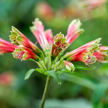 Alstroemeria psittacina - Lirio del Perú