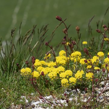 Alyssum montanum Berggold - Aliso dorado de montaña
