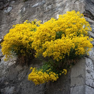 Alyssum saxatilis Compactum - Canastillo