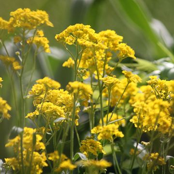 Alyssum saxatilis Goldkugel - Canastillo