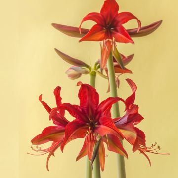 Amarilis Cybester Bogotá