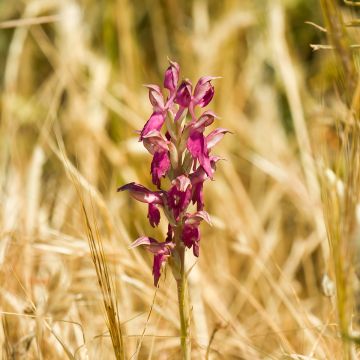 Anacamptis sancta - Orquídea santa