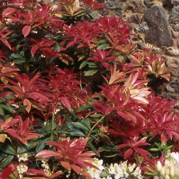 Pieris formosa var. forrestii  - Forest Flame, Forest Pieris, Lily of the Valley Shrub