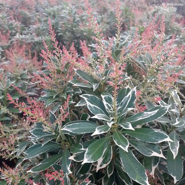 Pieris japonica Polar passion® - Japanese andromeda, Lily of the valley shrub, Japanese pieris