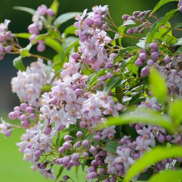 Deutzia hybrida Mont Rose hibrido
