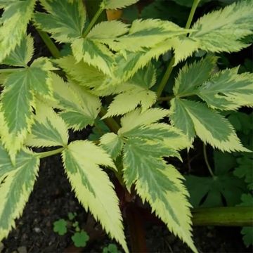 Angelica archangelica Corinne Tremaine