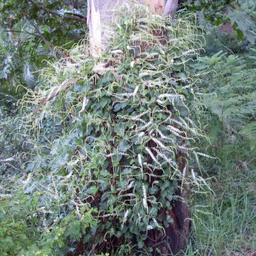 Anredera cordifolia - Enredadera del mosquito