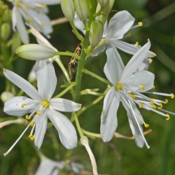 Anthericum ramosum - Lirio de san Bernardo