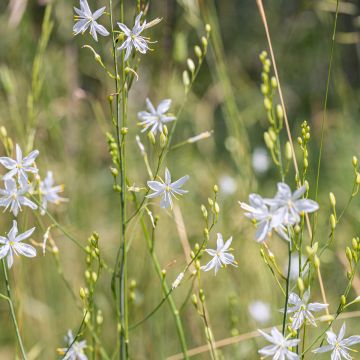 Anthericum liliago - Hierba de la araña