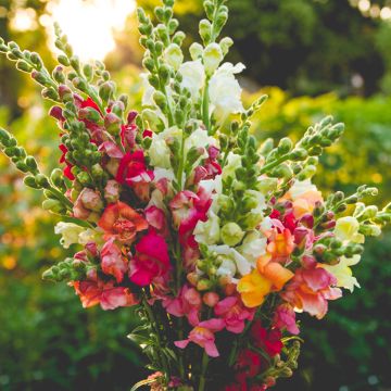 Antirrhinum Maximum varié