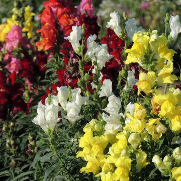 Antirrhinum Rainbow