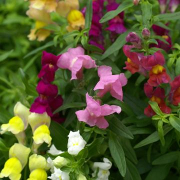 Antirrhinum Emerald Isles