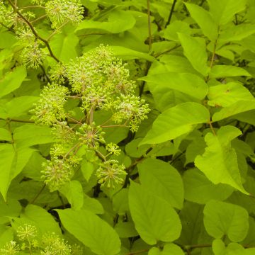 Arbol de angélica japonés - Aralia cordata Sun King