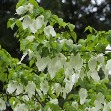 Davidia involucrata - Árbol de los pañuelos