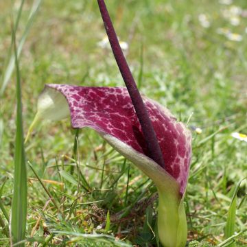 Arum dioscoridis - Aro