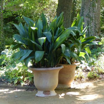 Aspidistra elatior