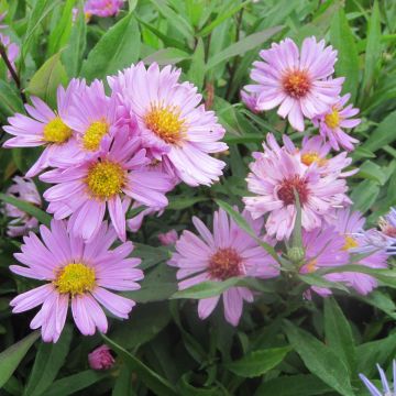 Aster novi-belgii Flamingo