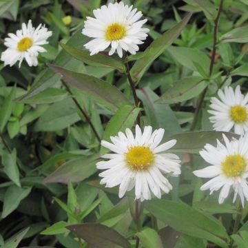 Aster novi-belgii Weisses Wunder