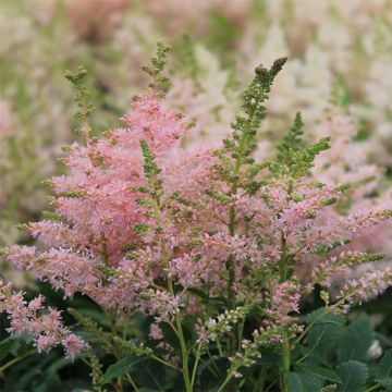 Astilbe Younique Silvery Pink