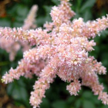 Espirea de pluma Bressingham Beauty - Astilbe